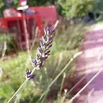 Bed & Breakfast Alchimista Bb Borgo Marciano Castelnuovo Magra