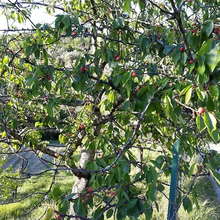 Alchimista Bb Borgo Marciano