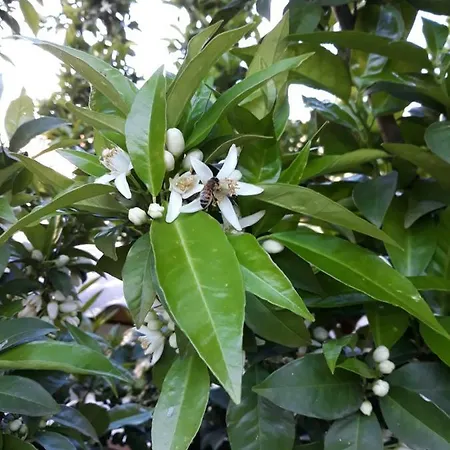 Bed & Breakfast Alchimista Bb Borgo Marciano