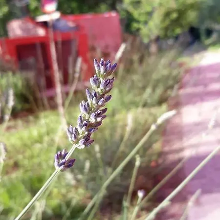 לינה וארוחת בוקר Alchimista Bb Borgo Marciano קסטלנואובו מגרה