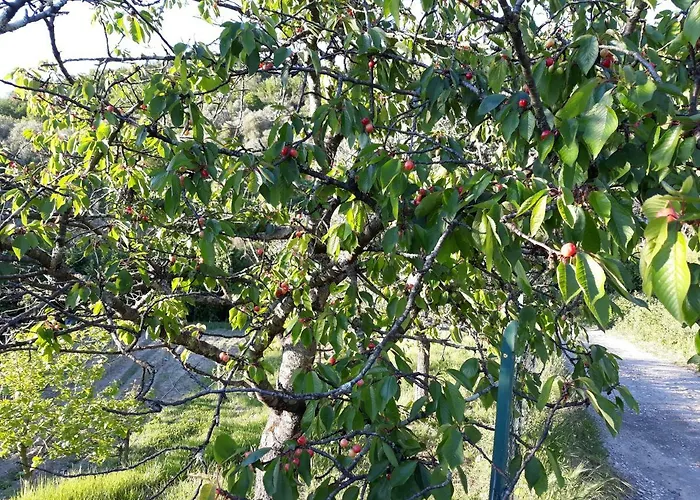 Alchimista Bb Borgo Marciano