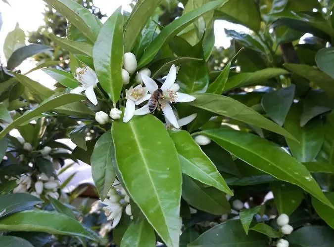 Frühstückspension Alchimista Bb Borgo Marciano