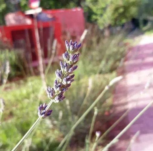 Bed & Breakfast Alchimista Bb Borgo Marciano Castelnuovo Magra